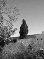 Sole tree on Temple Mount
