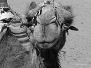 Camels smile