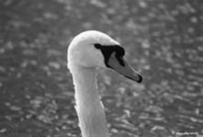 Swans neck