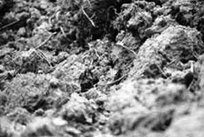 Black-white composition (ploughed field)
