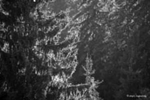Old fir trees